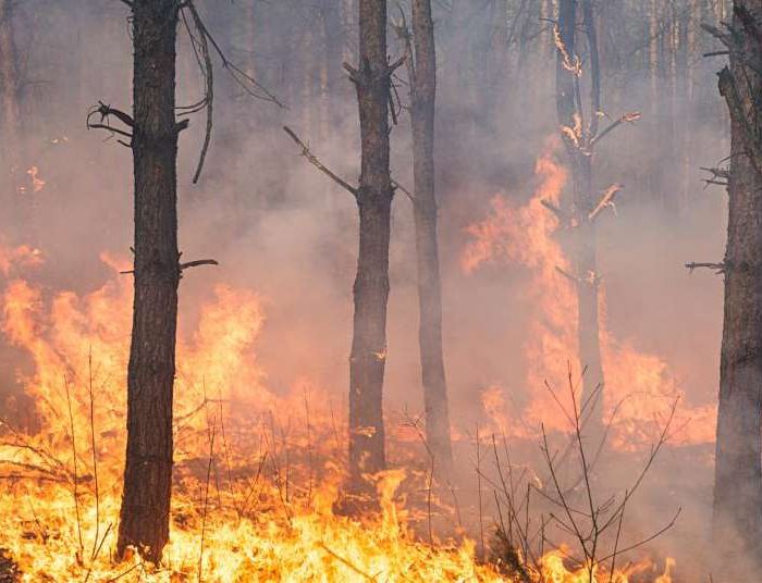Bosco in fiamme